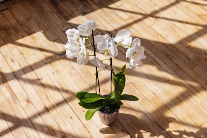 Orchid House Studios 2