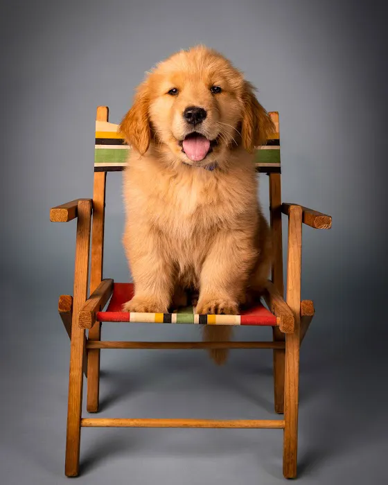 Good Doggy Photography 5