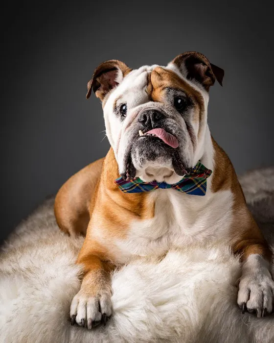 Good Doggy Photography 2