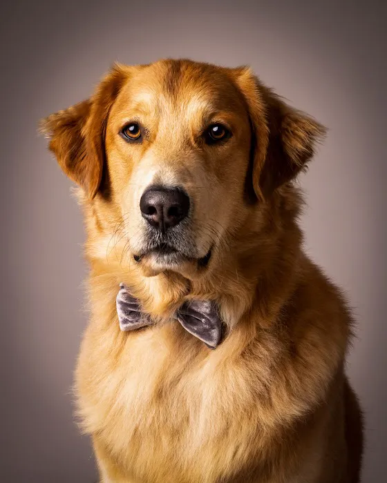 Good Doggy Photography 7