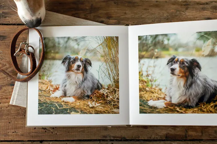 Good Doggy Photography 3