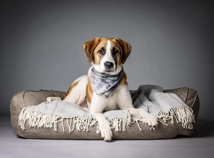 Good Doggy Photography 1