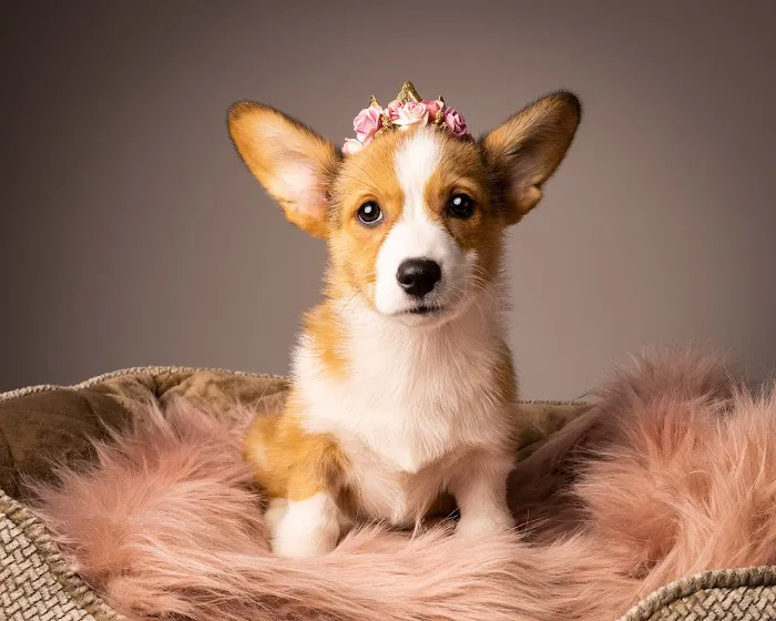 Good Doggy Photography 6