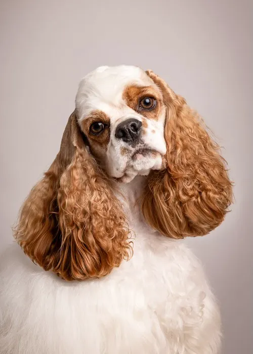 Good Doggy Photography 0