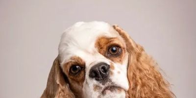 Good Doggy Photography