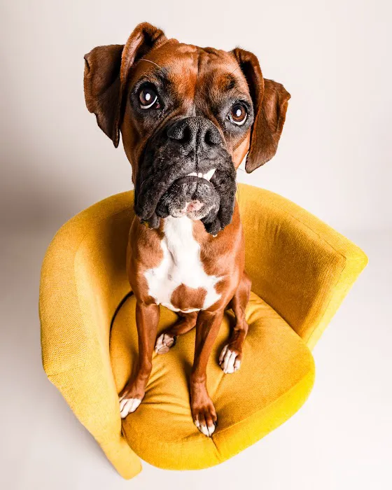 Good Doggy Photography 4