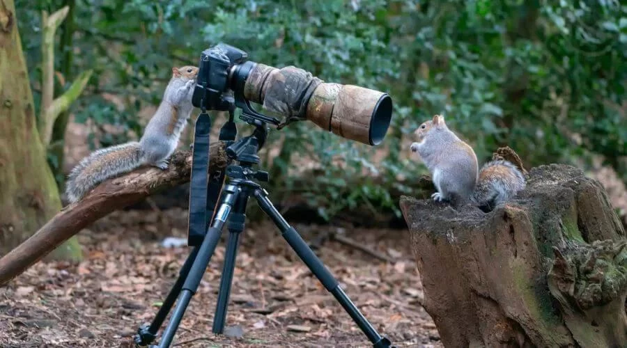 Choosing the Ideal Camera with Built-in Flash and Silent Mode for Wildlife Photography