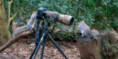 Choosing the Ideal Camera with Built-in Flash and Silent Mode for Wildlife Photography