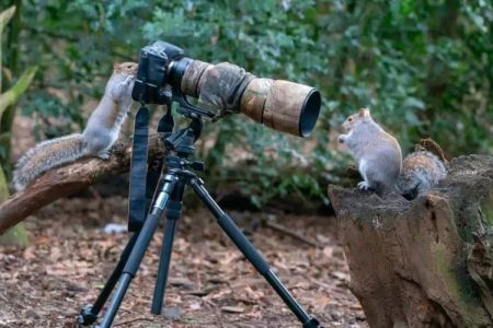 Choosing the Ideal Camera with Built-in Flash and Silent Mode for Wildlife Photography